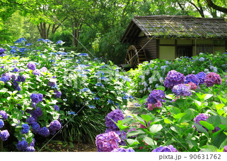 府中市郷土の森博物館 紫陽花 府中市郷土の森博物館 紫陽花 90631762