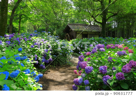 府中市郷土の森博物館　紫陽花 90631777