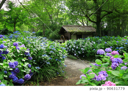 府中市郷土の森博物館　紫陽花 90631779