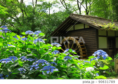 府中市郷土の森博物館 紫陽花 府中市郷土の森博物館 紫陽花 90631789