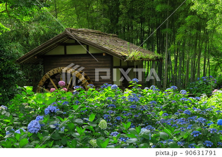 府中市郷土の森博物館　紫陽花 90631791