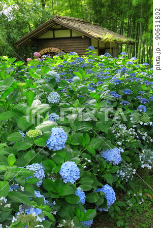 府中市郷土の森博物館　紫陽花 90631802