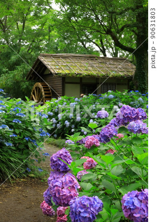 府中市郷土の森博物館　紫陽花 90631803