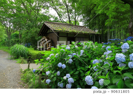 府中市郷土の森博物館　紫陽花 90631805