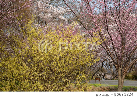 長野県小諸市丁　桜の名所小諸城址公園懐古園のレンギョウと桜の景色 90631824