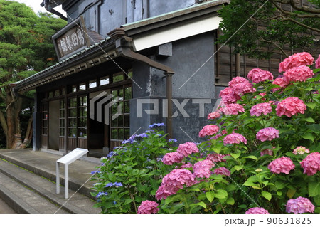 府中市郷土の森博物館 紫陽花 府中市郷土の森博物館 紫陽花 90631825