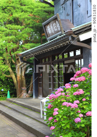 府中市郷土の森博物館 紫陽花 府中市郷土の森博物館 紫陽花 90631830