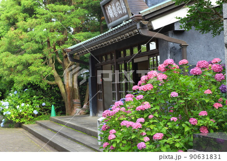 府中市郷土の森博物館　紫陽花 90631831
