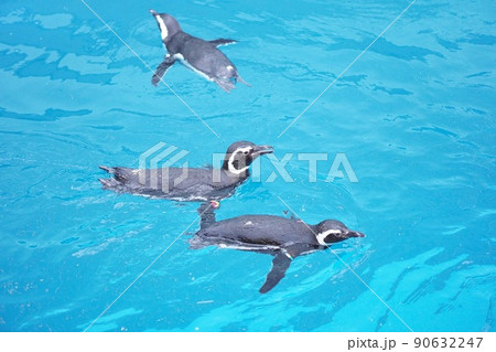 泳ぐマゼランペンギン 泳ぐマゼランペンギン 90632247
