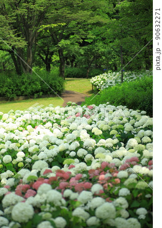 府中市郷土の森博物館の紫陽花　　アナベルの丘側 90632271