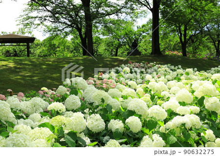 府中市郷土の森博物館の紫陽花　　アナベルの丘側 90632275