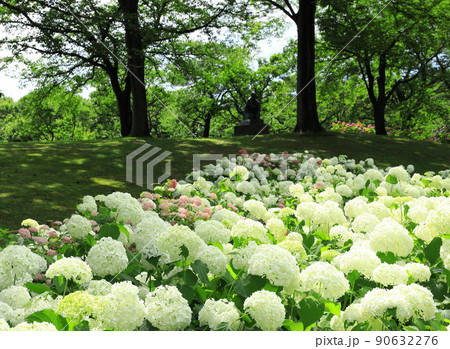 府中市郷土の森博物館の紫陽花　　アナベルの丘側 90632276