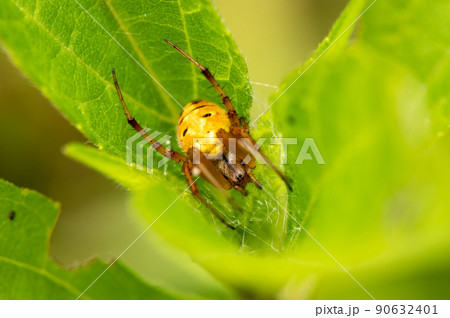 ドヨウオニグモ 90632401