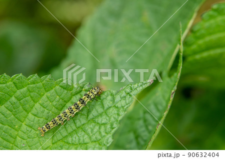 クロキシタアツバ幼虫（イモムシ） 90632404