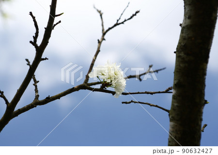 花 フラワー お花 90632427