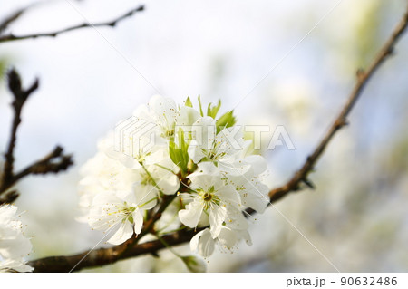 花 フラワー お花 90632486