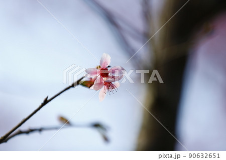 桜 さくら サクラ 90632651
