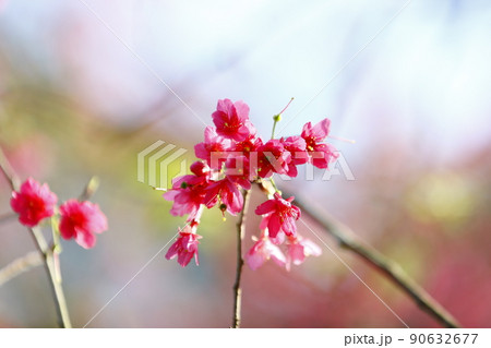 桜 さくら サクラ 90632677