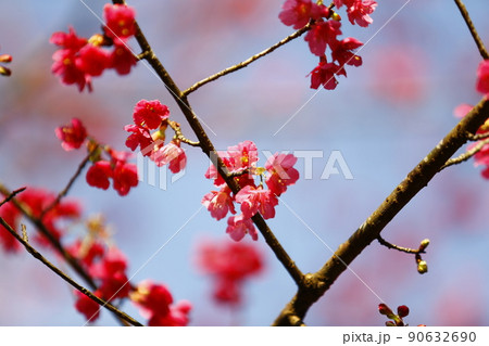 桜 さくら サクラ 90632690