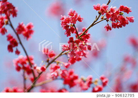 桜 さくら サクラ 90632705