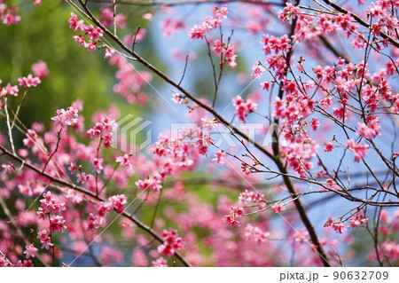 桜 さくら サクラ 90632709