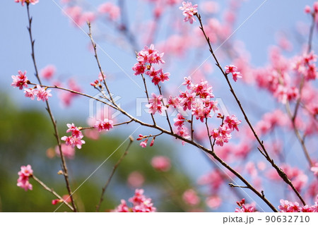 桜 さくら サクラ 90632710
