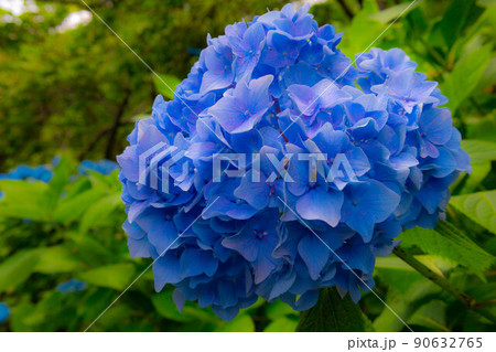 咲く紫陽花 咲く紫陽花 90632765