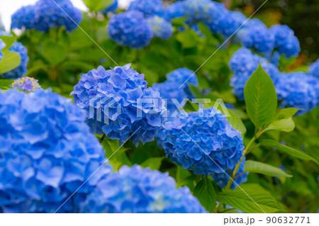 咲く紫陽花 咲く紫陽花 90632771