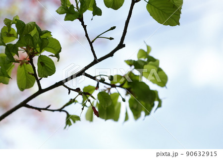 桜 さくら サクラ 90632915
