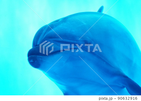 うみがたり バンドウイルカ うみがたり バンドウイルカ 90632916