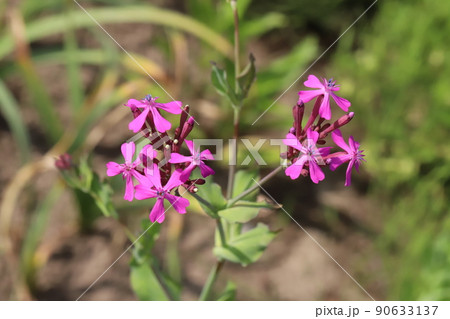 春の日本の庭に咲くピンク色のムシトリナデシコの花 春の日本の庭に咲くピンク色のムシトリナデシコの花 90633137