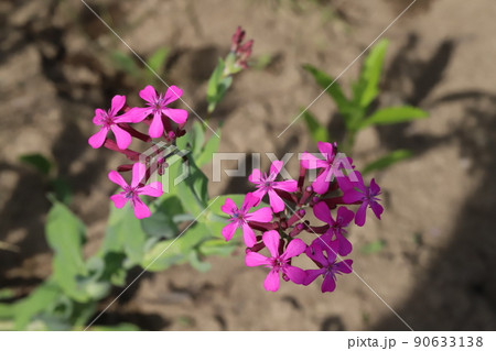 春の日本の庭に咲くピンク色のムシトリナデシコの花 90633138
