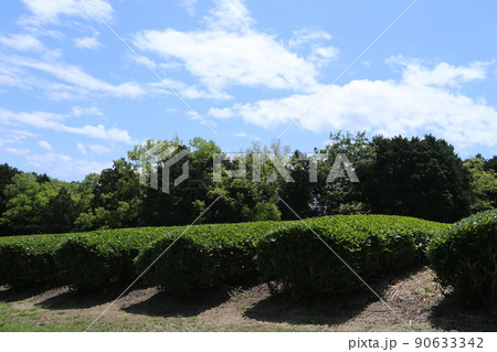 裾野市の茶畑 90633342