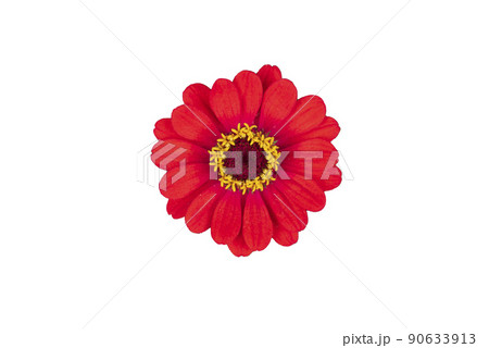 Zinnia flower pink ,red-orange, isolated on the white background. 90633913