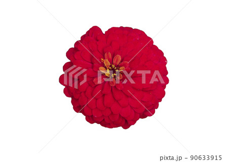 Zinnia flower pink ,red-orange, isolated on the white background. 90633915