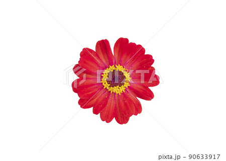Zinnia flower pink ,red-orange, isolated on the white background. 90633917