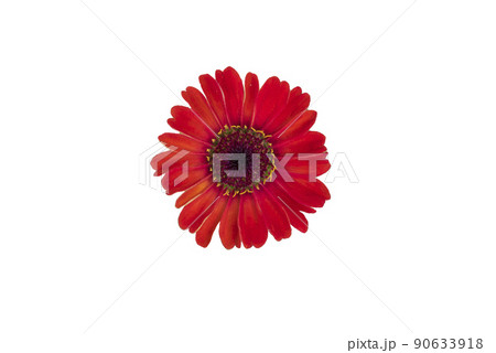 Zinnia flower pink ,red-orange, isolated on the white background. 90633918