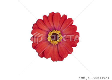 Zinnia flower pink ,red-orange, isolated on the white background. Zinnia flower pink ,red-orange, isolated on the white background. 90633923