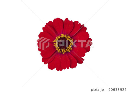 Zinnia flower pink ,red-orange, isolated on the white background. 90633925