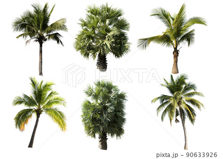 Beautiful coconut palm tree isolated on the white background. 90633926