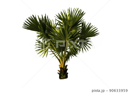 Couple young sugar palm trees on white background. 90633959