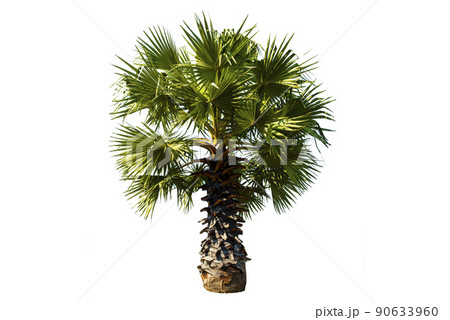 Couple young sugar palm trees on white background. 90633960