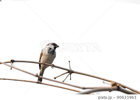 Eurasian Tree Sparrow(Passer montanus), beautiful brown bird isolated perching on branch with white background. Eurasian Tree Sparrow(Passer montanus), beautiful brown bird isolated perching on branch with white background. 90633963
