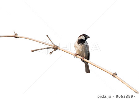 Eurasian Tree Sparrow(Passer montanus), beautiful brown bird isolated perching on branch with white background. 90633997
