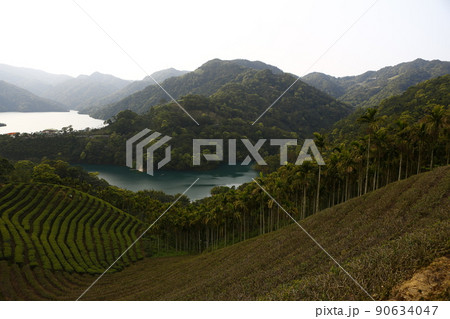 茶畑 紅茶農園 茶園 90634047