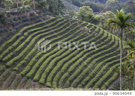 茶畑 紅茶農園 茶園 90634049