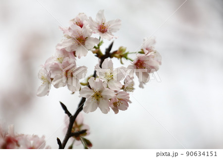 桜 さくら サクラ 90634151