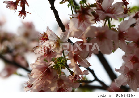桜 さくら サクラ 90634167