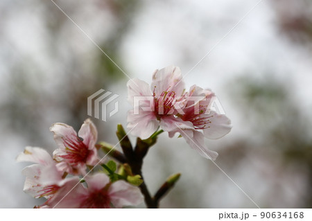 桜 さくら サクラ 90634168