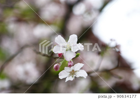桜 さくら サクラ 90634177